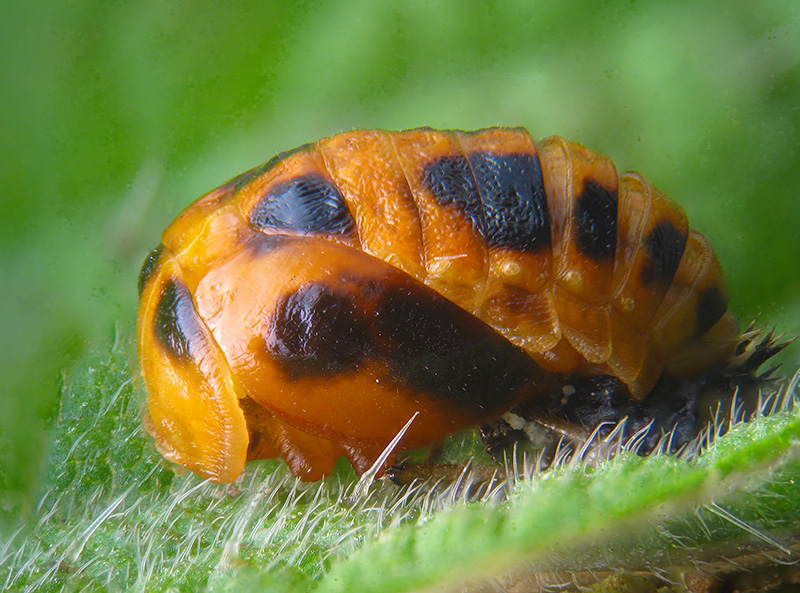 Coccinellidae: Harmonia axyridis